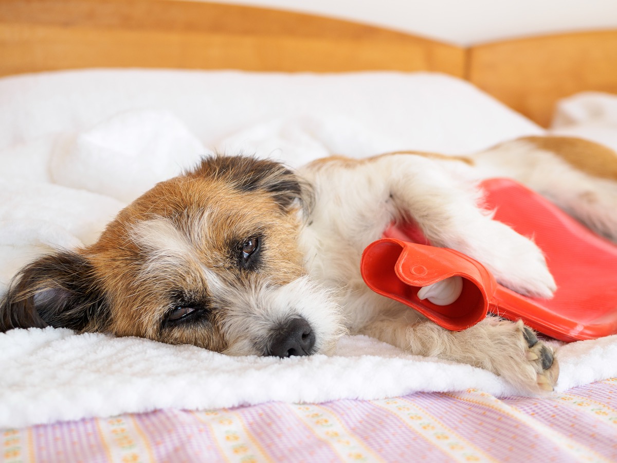Magenprobleme beim Hund Hund mit Wärmflasche im Bett