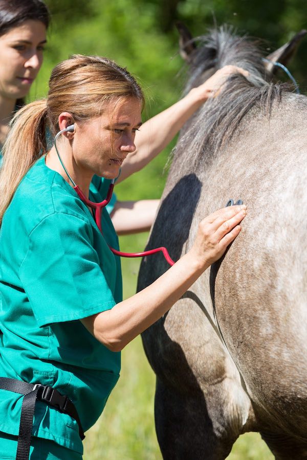 Husten beim Pferd Veterinär untersucht ein Pferd