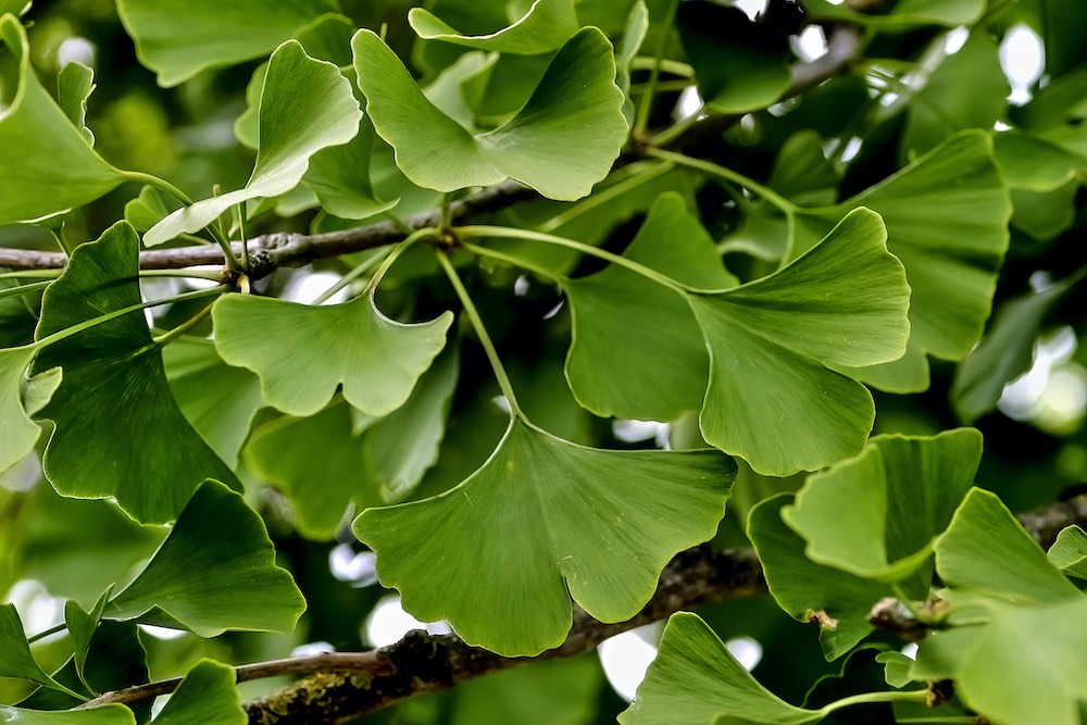 Ginkgo Gingko