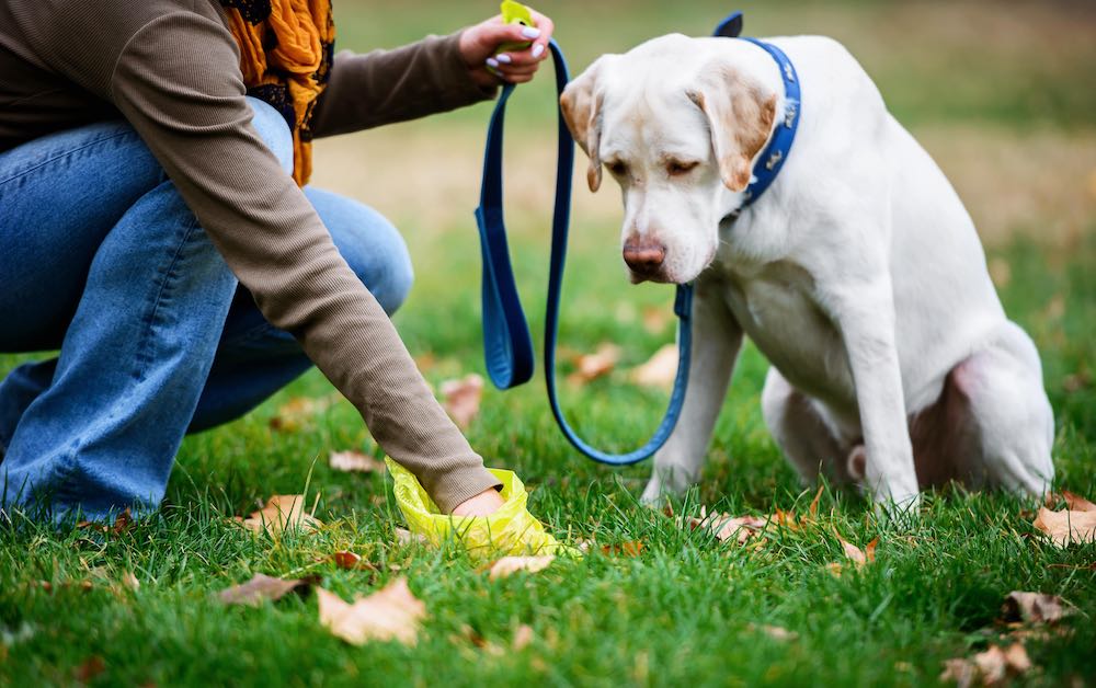 Kotprobe Hund - was der Hundekot verrät