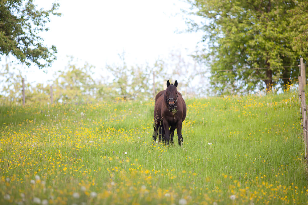 Pferd steht in der Ferne auf einer Blumenwiese