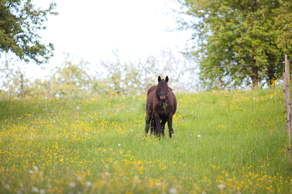 EMS beim Pferd Pferd steht in der Ferne auf einer Blumenwiese