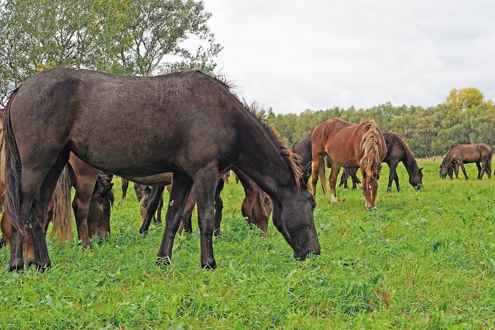 Pferde richtig anweiden Pferde weiden auf einer Wiese