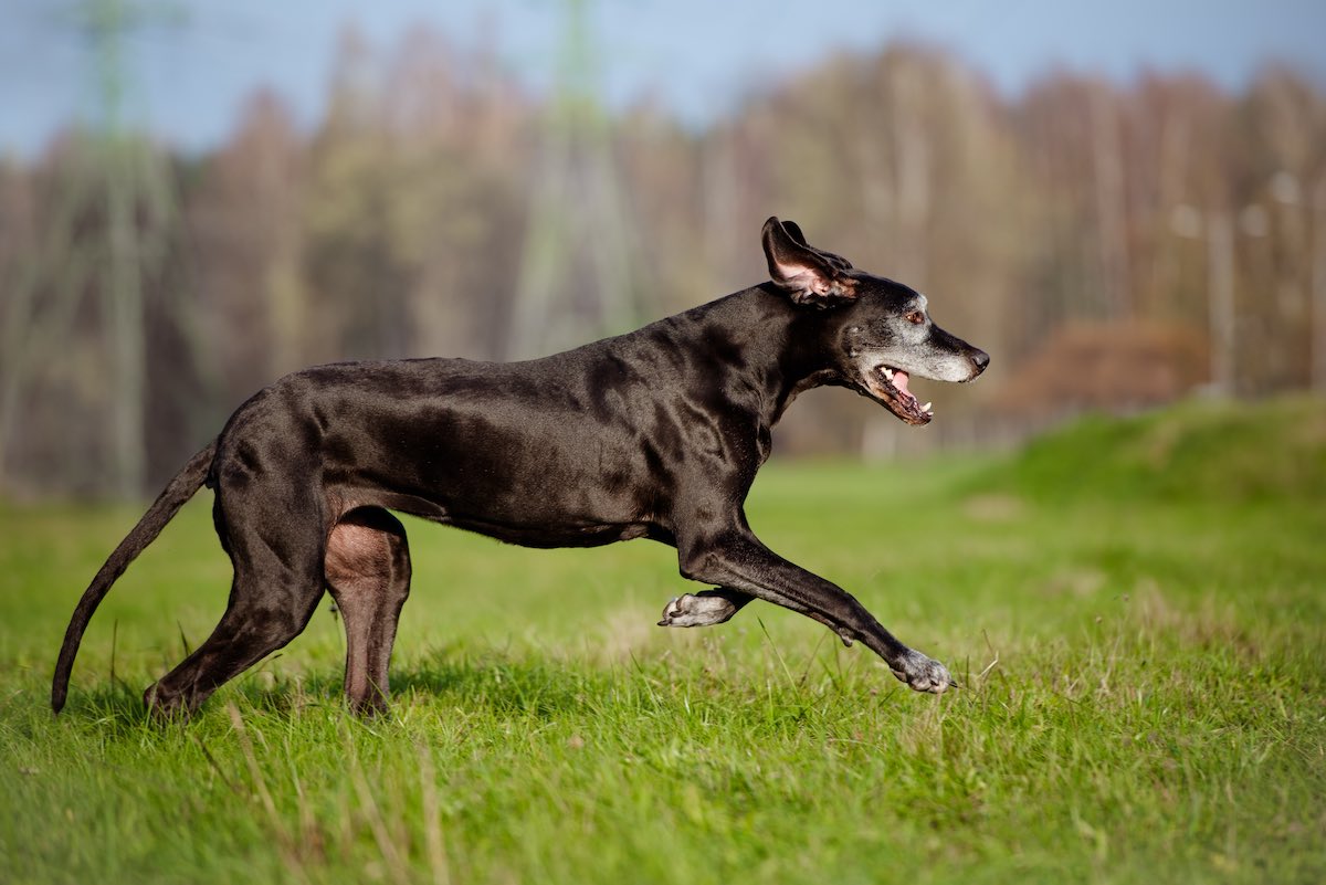 Schwarzer Hund rennt über eine Wiese