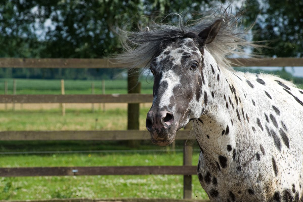 Headshaking bei Pferden Pferd auf Koppel
