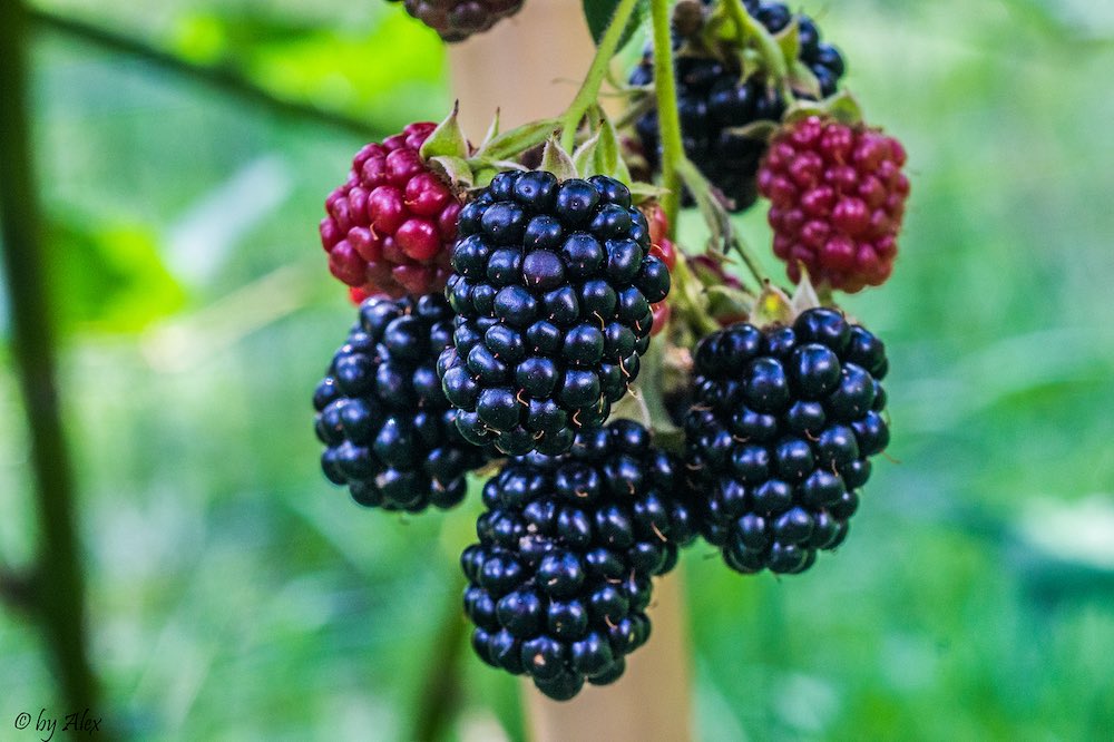 Brombeeren Brombeeren am Strauch