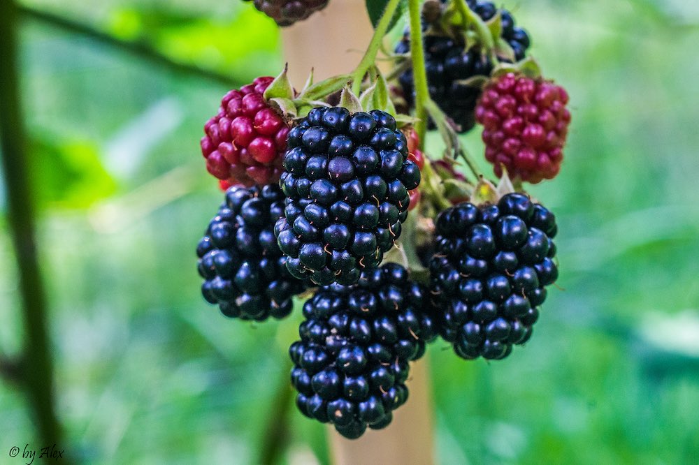 Brombeeren am Strauch