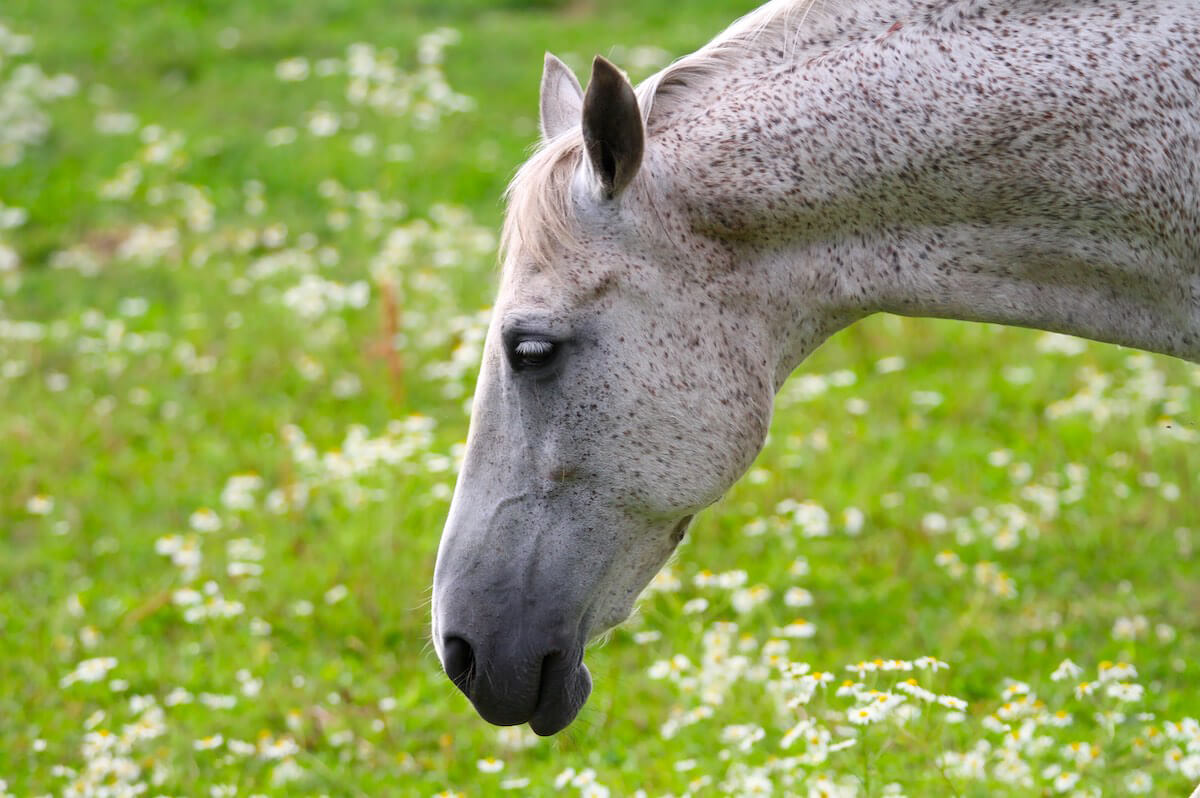 Magengeschwüre beim Pferd Pferd auf Weide