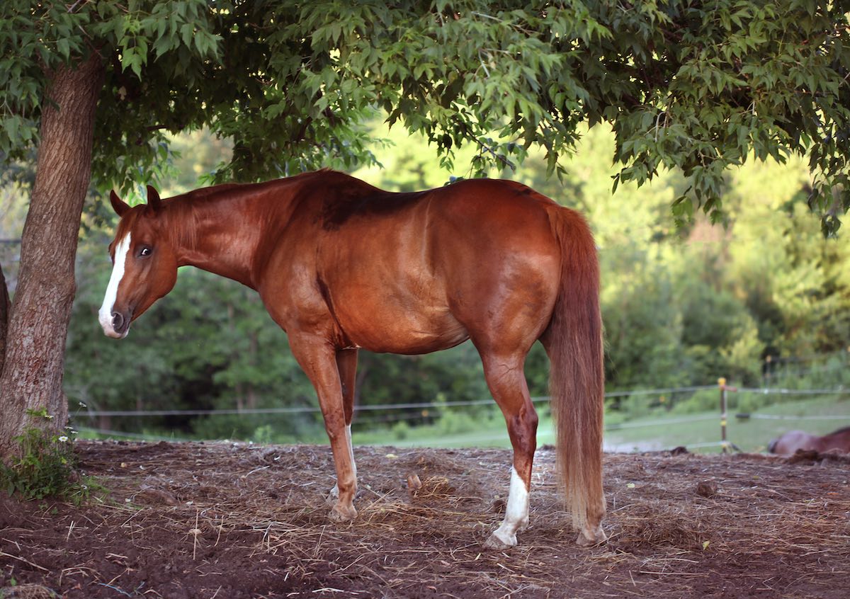 Pferd auf einer Koppel