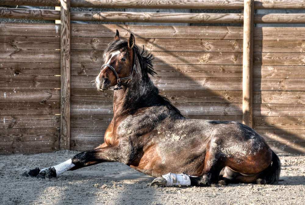 Pferd liegend auf Reitplatz