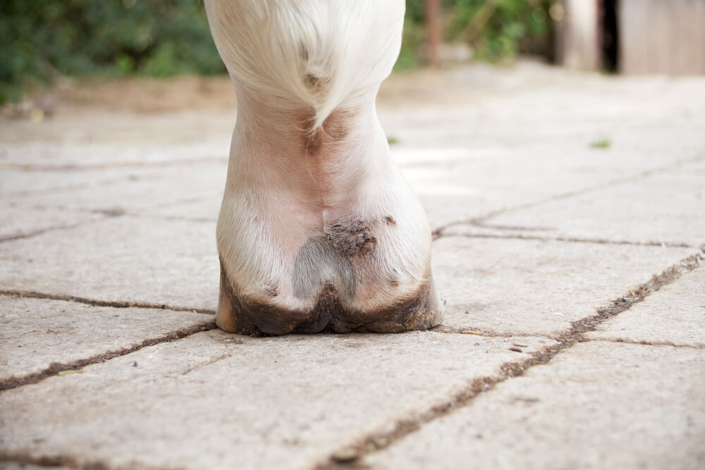 Mauke beim Pferd Pferdehufe von hinten