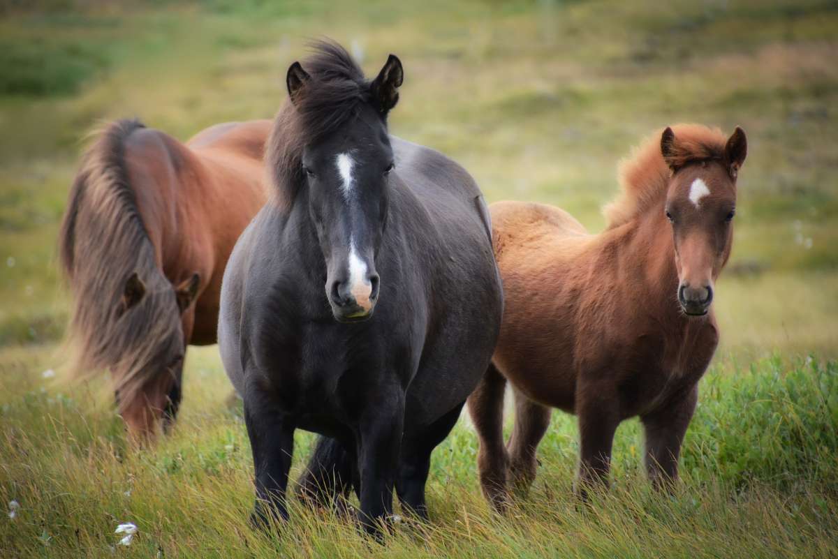Das Immunsystem des Pferdes 3 Pferde auf einer Wiese