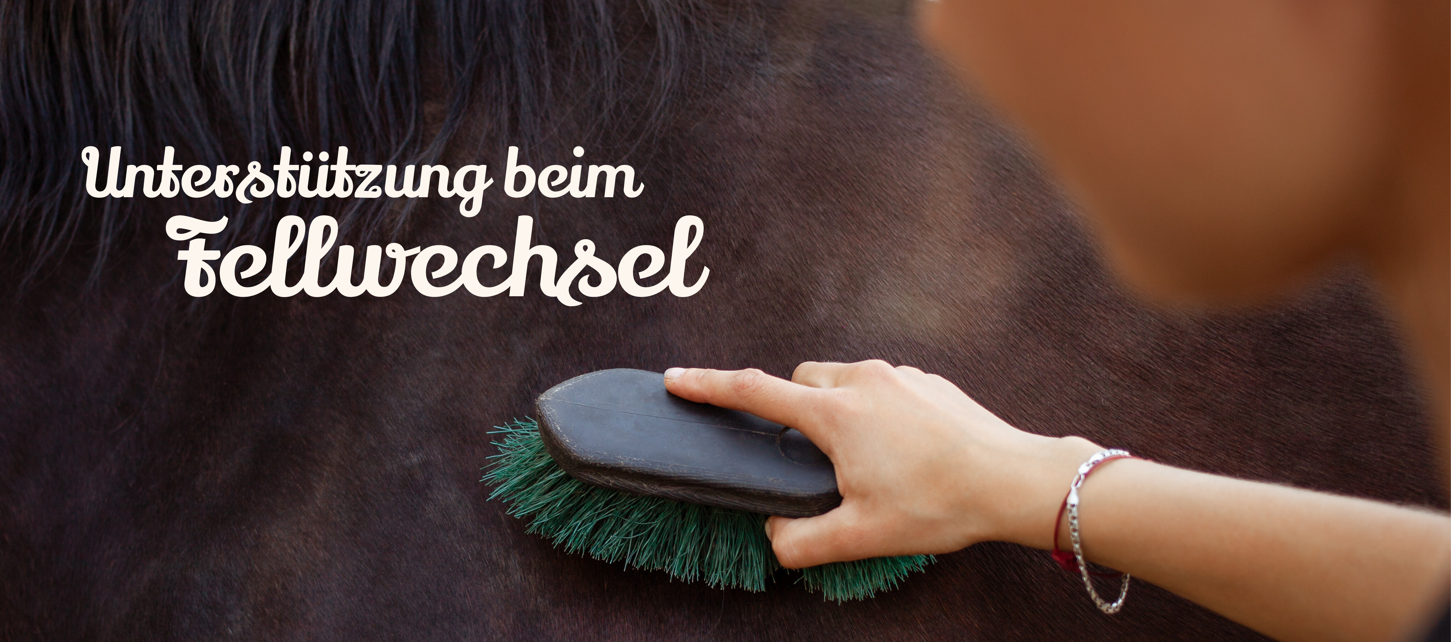 Leber und Niere sind beim Fellwechsel stark belastet! Pferd wird gebürstet