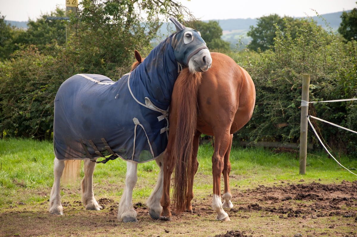 Zwei Pferde ein Pferd mit Ekzemdecke