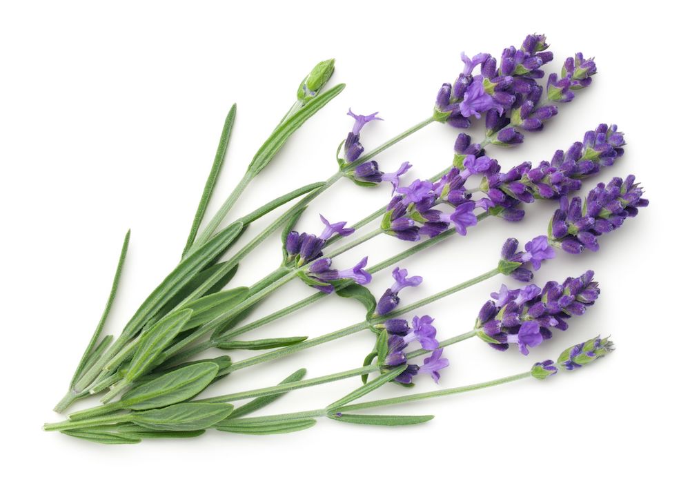 Lavendel Lavendel