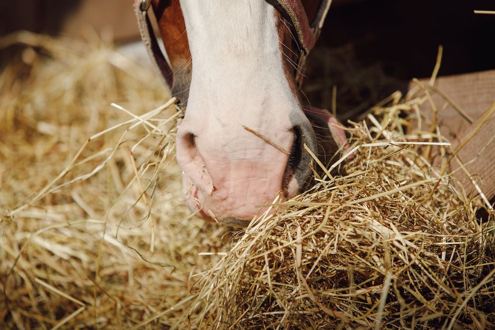 Raufutter für Pferde: Heu, Heulage oder Silage - was ist gesund? Pferd frisst Heu