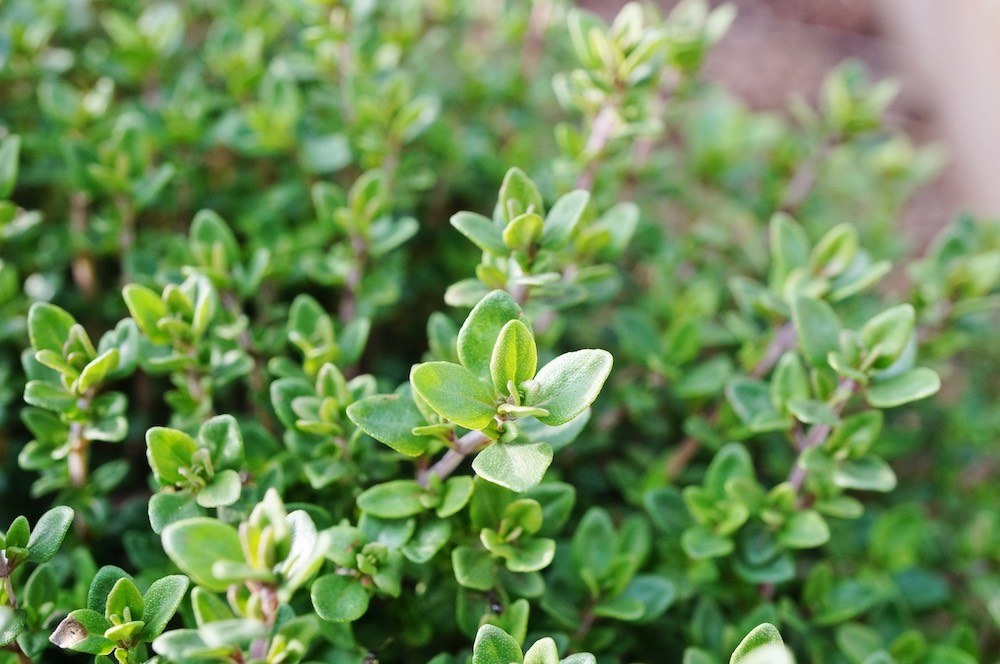 Thymian Thymian