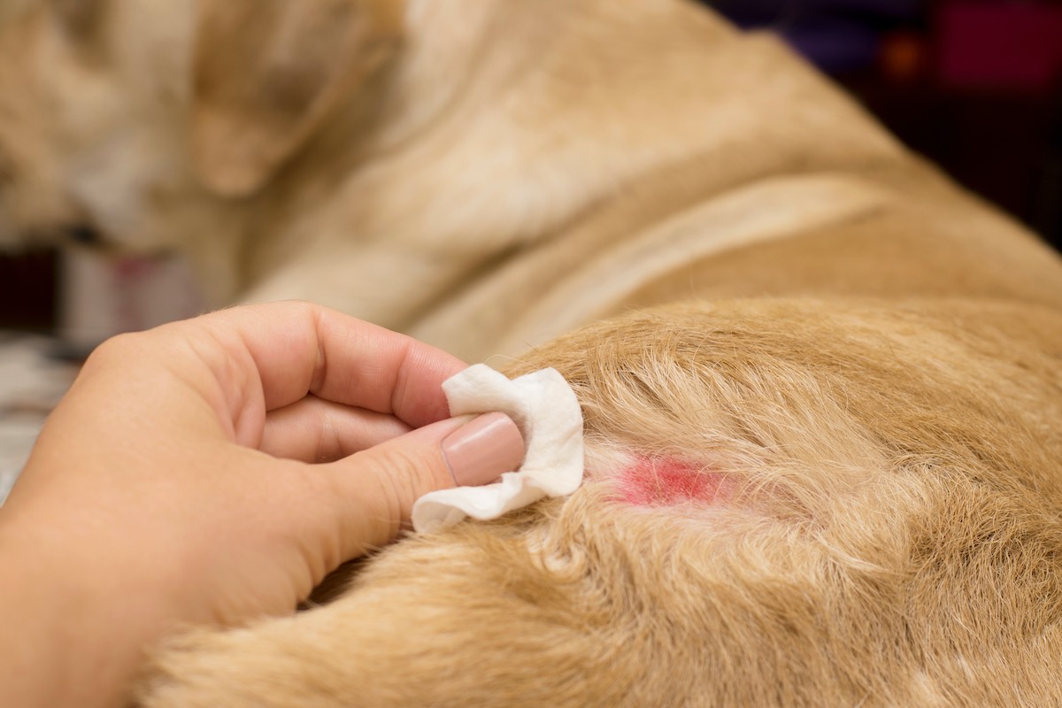 Atopische Dermatitis bei Hunden Hund mit Dermatitis wird gepflegt
