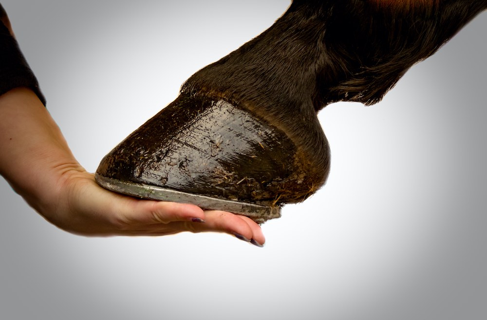 Schlechte Hufe beim Pferd Hand hält eine Pferdehufe