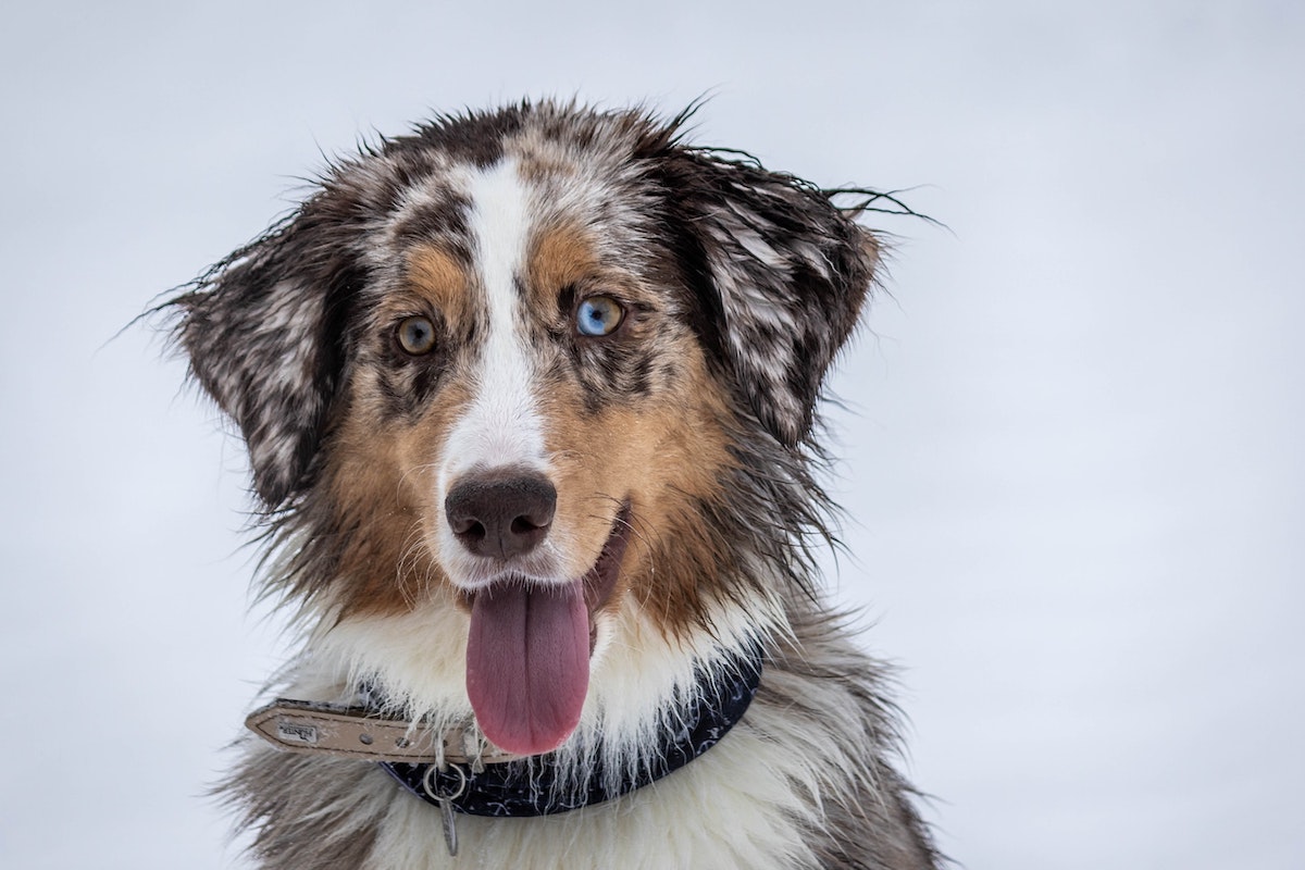 Durchfall bei Hunden Portrait Australian Shepherd