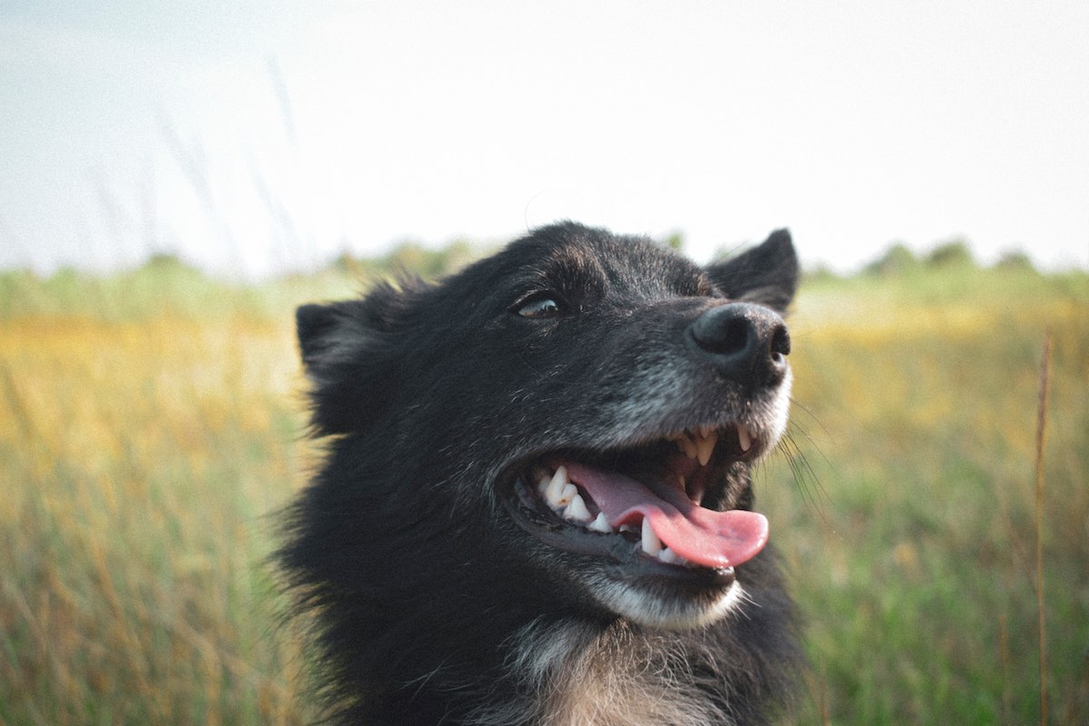 Körperliche Folgen von Stress beim Hund - Magen