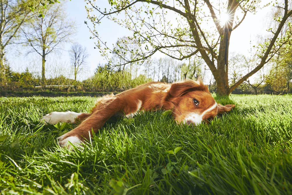Leishmaniose beim Hund Hund liegt in einer Wiese