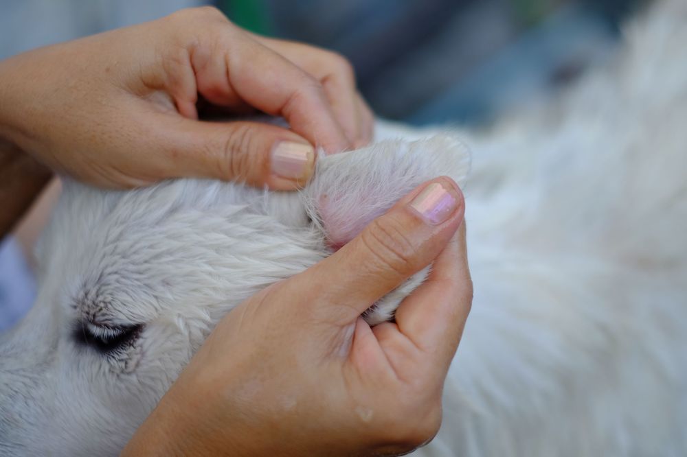 Milben beim Hund Hund wird auf Milben untersucht