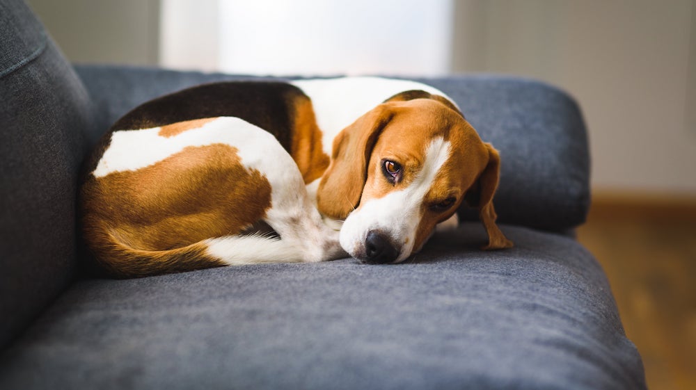 Borreliose beim Hund - Zeckenbiss mit Langzeitfolgen Hund zusammengekauert auf einer Couch