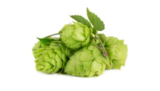 Hopfenzapfen Hopfenzapfen-Media