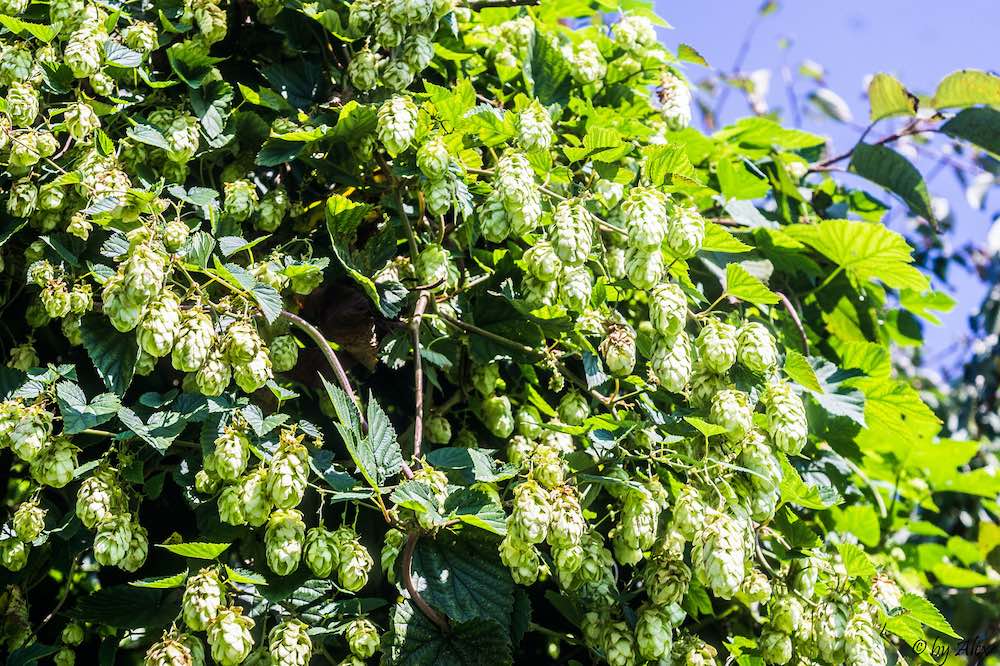 Der echte Hopfen