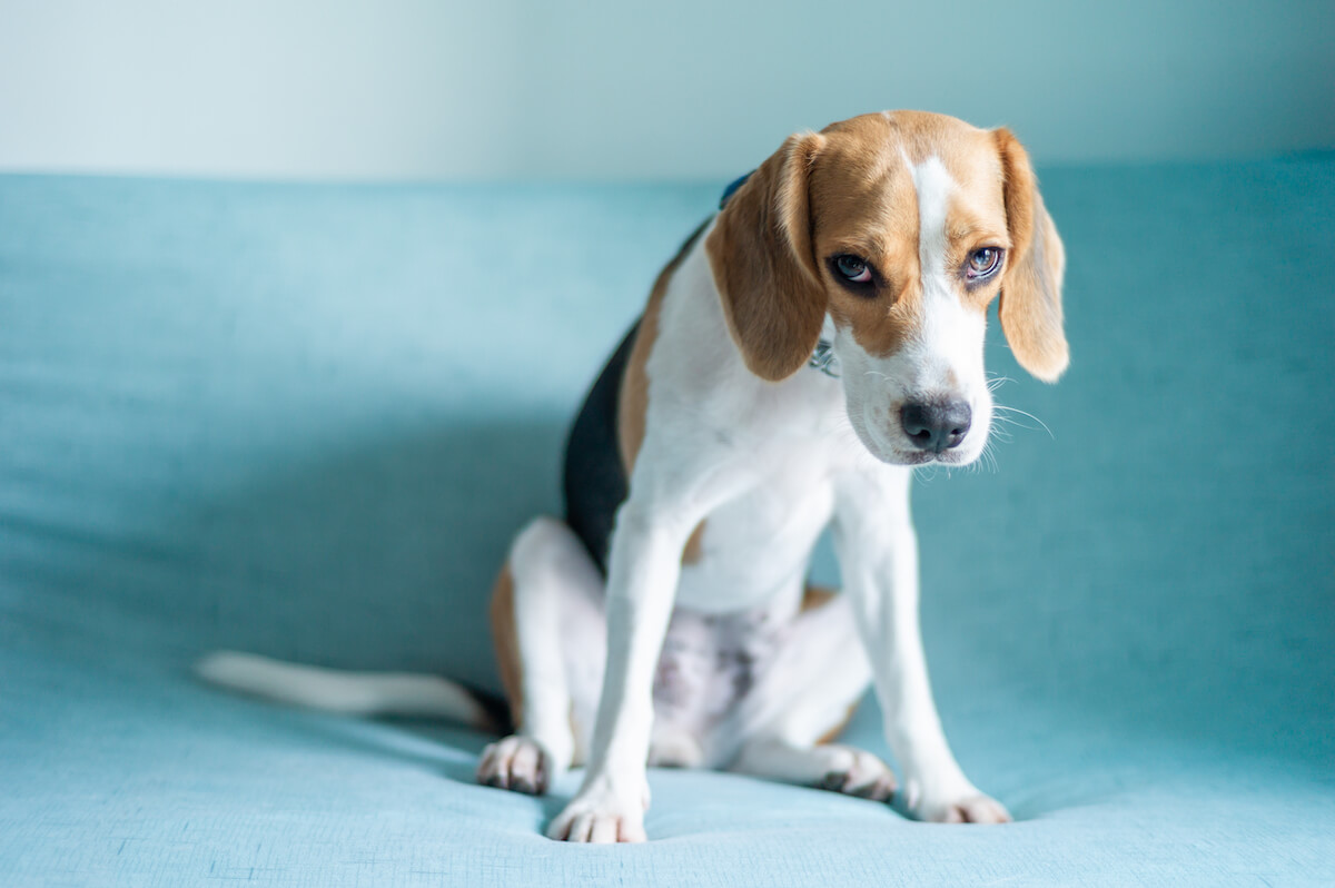 Stress beim Hund - Körperliche Folgen für Magen, Darm & Immunsystem Traurig schauender Hund