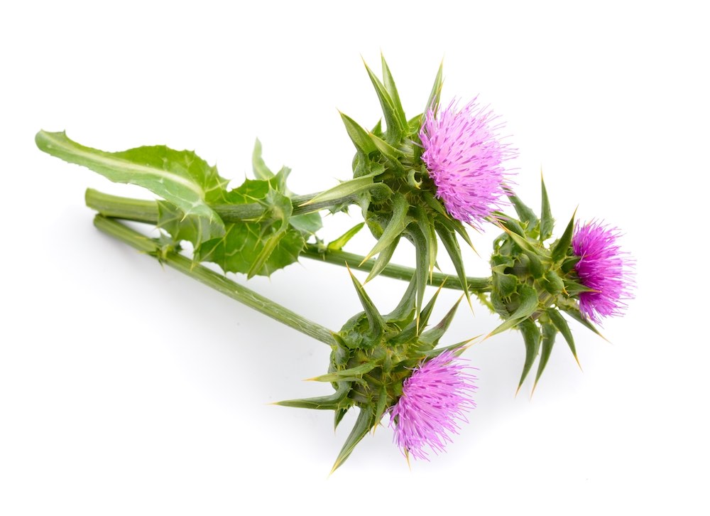 Mariendistel Mariendistel