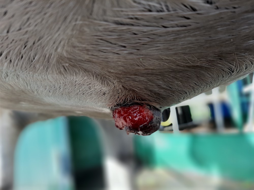 Das Equine Sarkoid Equinen Sarkoid am Bauch eines Pferds