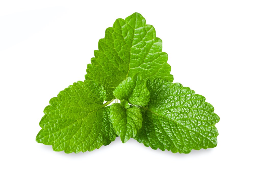 Melisse / Zitronenmelisse Melisse Blatt
