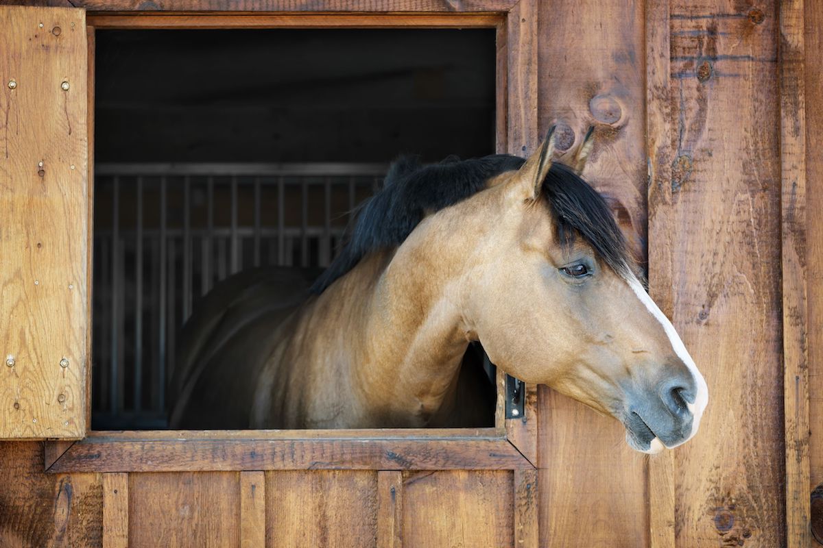 Stallwechsel – eine Herausforderung für Pferd und Mensch Pferd im Stall